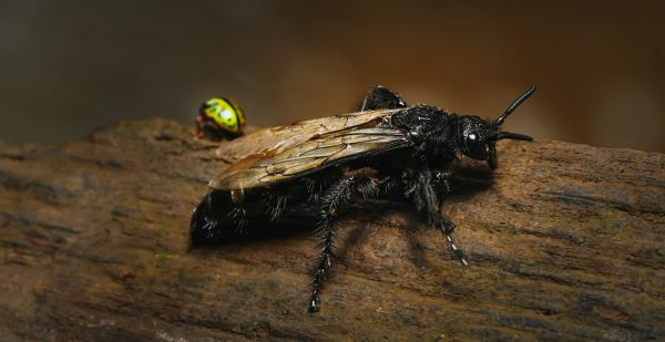 Maîtriser les insectes xylophages pour protéger votre bois